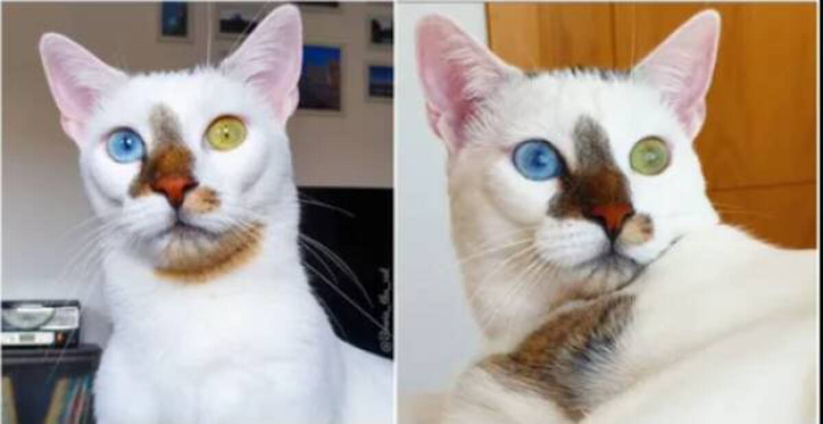 david bowie cat