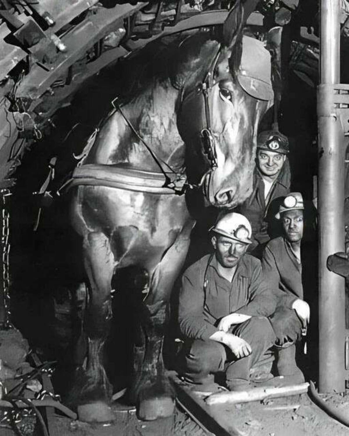 horses in coal mines