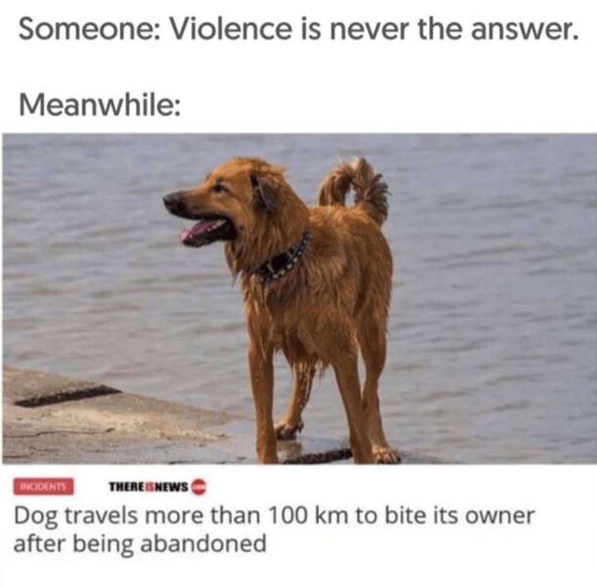 dog travels 100 miles to bite owner - Someone Violence is never the answer. Meanwhile Incidents Thereisnews Dog travels more than 100 km to bite its owner after being abandoned