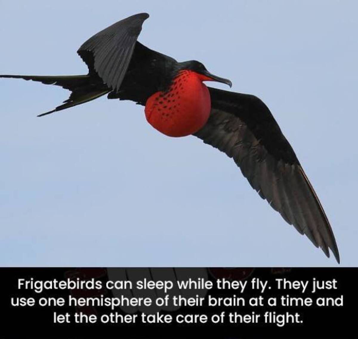 do birds sleep while flying - Frigatebirds can sleep while they fly. They just use one hemisphere of their brain at a time and let the other take care of their flight.