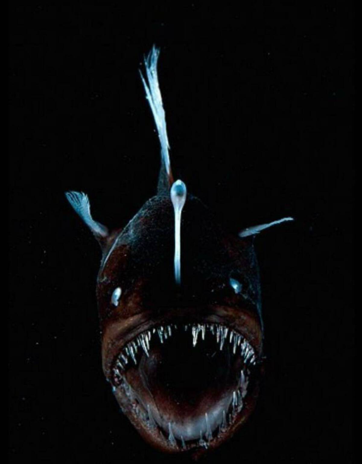 37 Fun Fascinating Photos For Your Eyes Only!