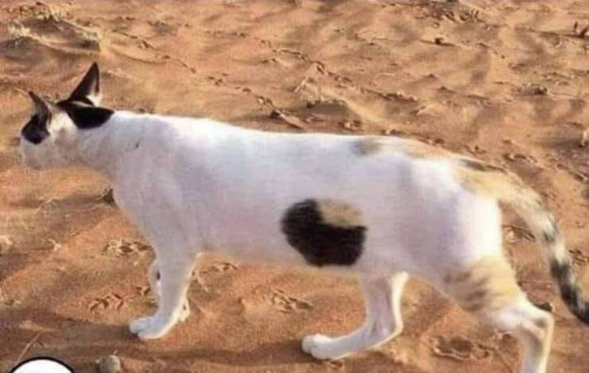 33 Fun Photos To Fuel Your Morning