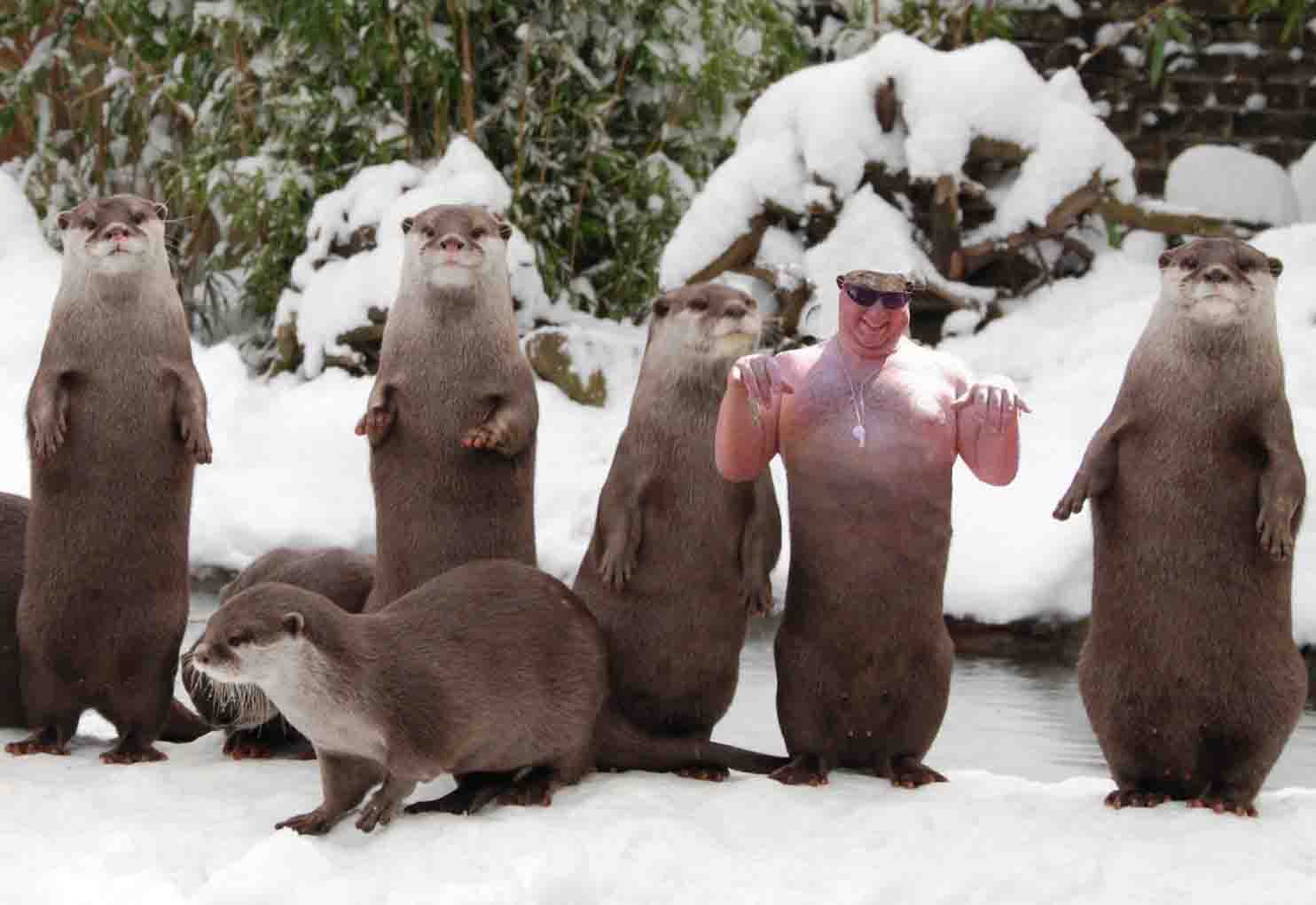 Strange guy ruins otter family photo