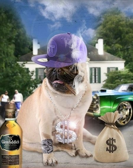 THUG PUG WITH FORTUNE AND FAME