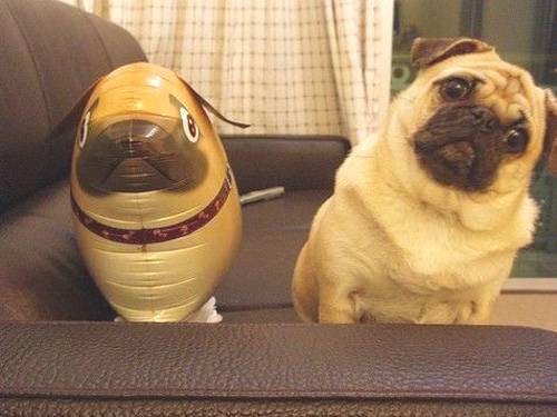 pug and twin ballon