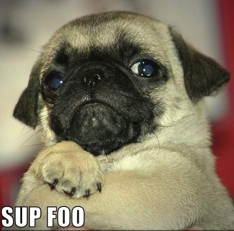 Pug says what's up