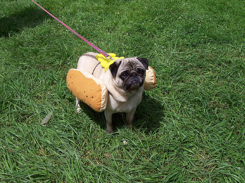 Pug in hot dog costume