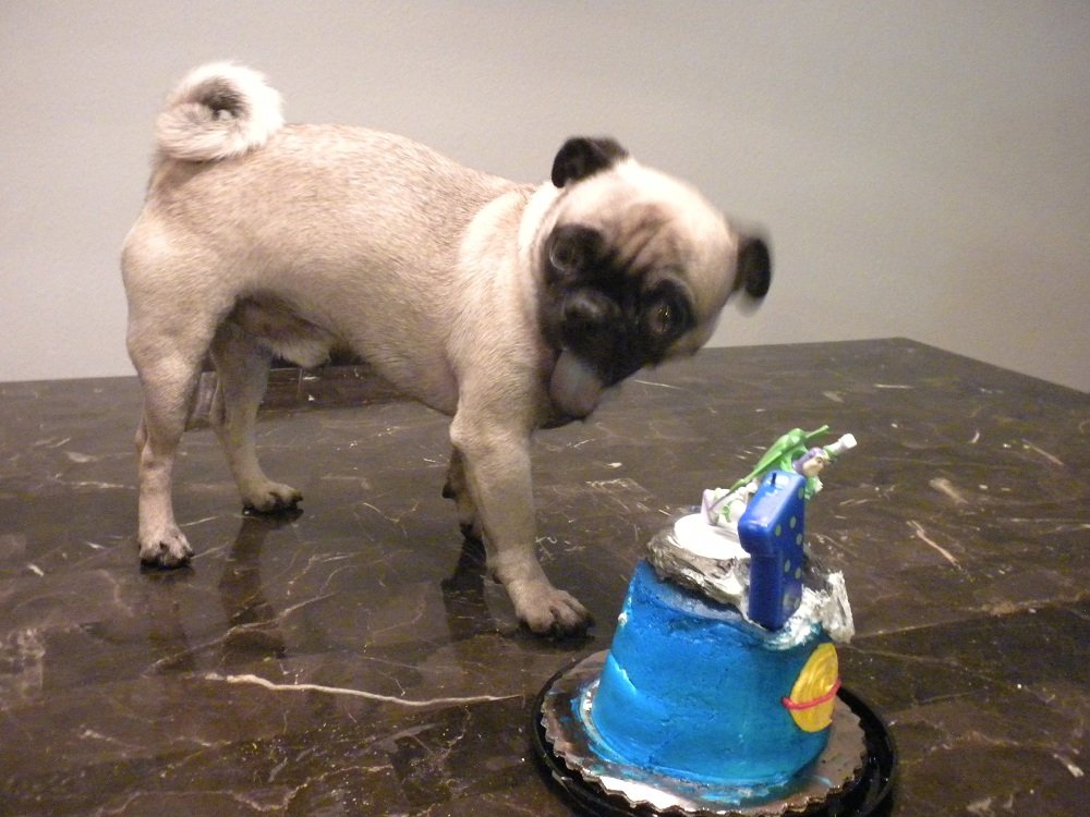 Pugonewild's first birthday