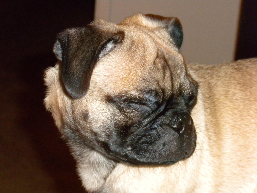 Pug with eyes closed