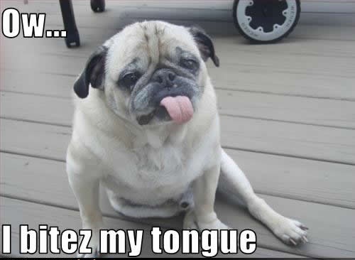 Pug biting tongue