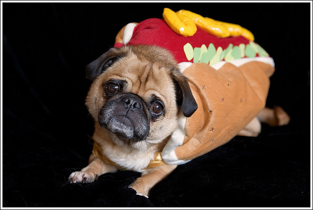 Pug in hotdog costume