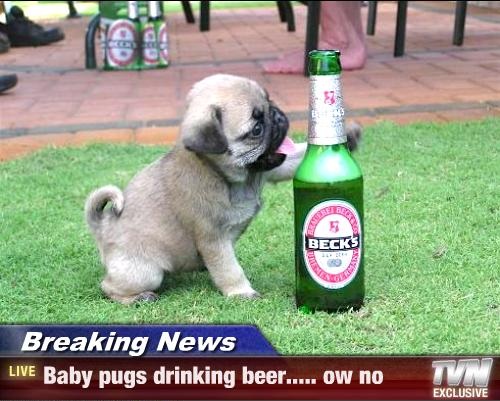 Pug drinks beer