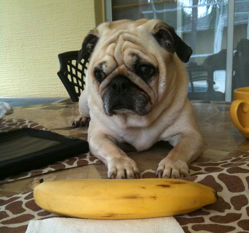 pug next to banana.