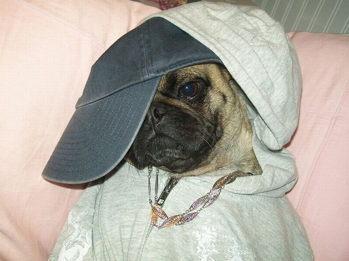 gangster pug