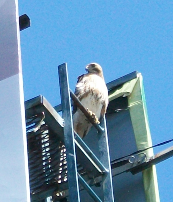 The big ass hawk that hangs around near my work is back.