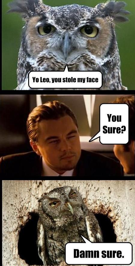 leonardo dicaprio owl - Yo Leo, you stole my face You Sure? Damn sure.
