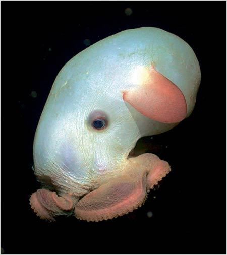 dumbo octopus species