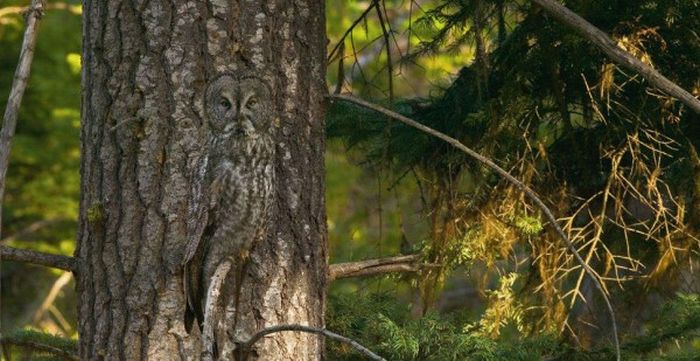 camouflaged owls