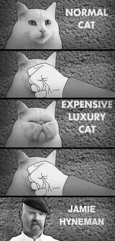 normal cat expensive luxury cat - Normal | Expensive Luxury Jamie Hyneman