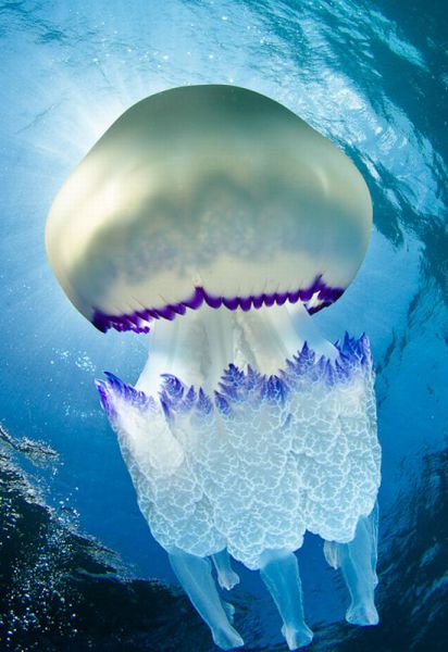 white and blue jellyfish