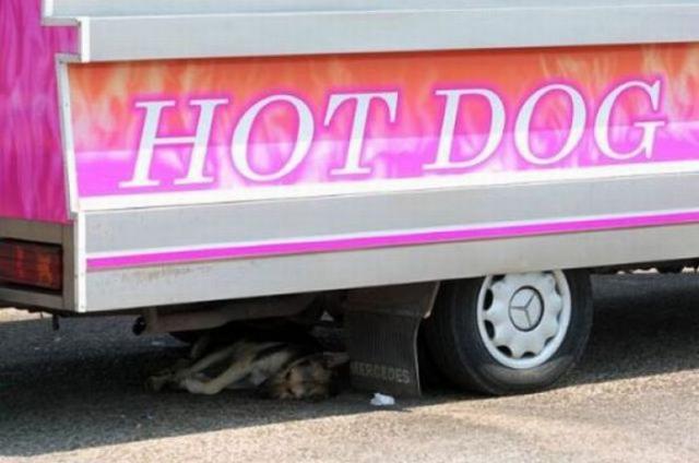 car - Hot Dog