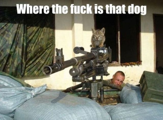 cat with many guns - Where the fuck is that dog