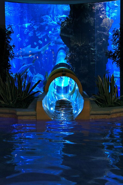 vegas water slide through shark tank
