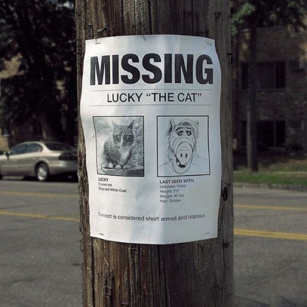 missing signs - Missing Lucky "The Cat" Lucy Last Seen With Unknown Visto Helght Weight Har Golden is considered short armed and hilanous.