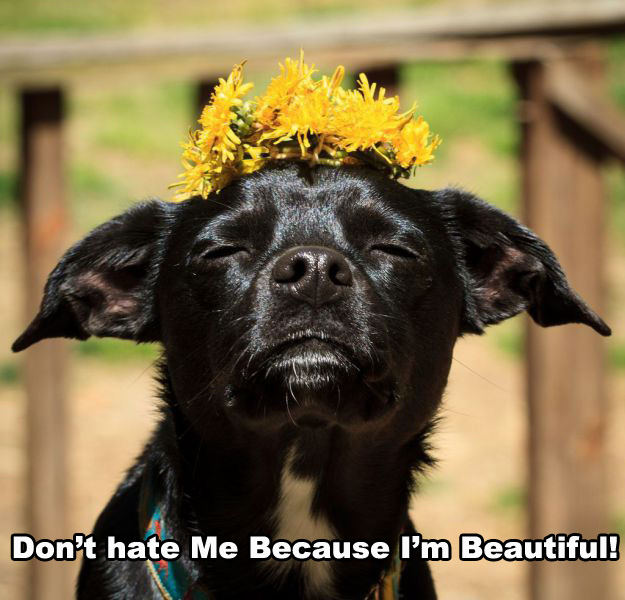 Dog - Um Don't hate Me Because I'm Beautiful!