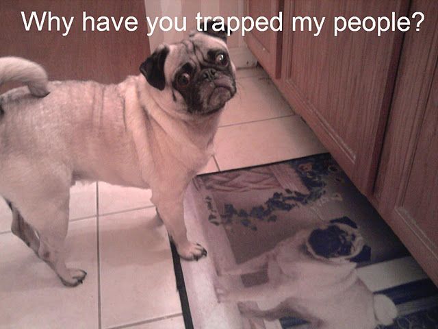 pug memes gif - Why have you trapped my people?