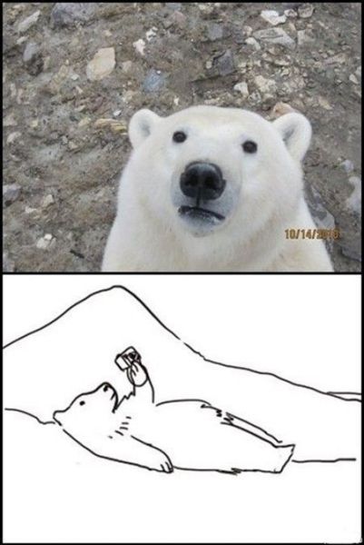 polar bear funny - 101401