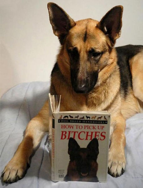 german shepherd reading a book - How To Pick Up Bitches