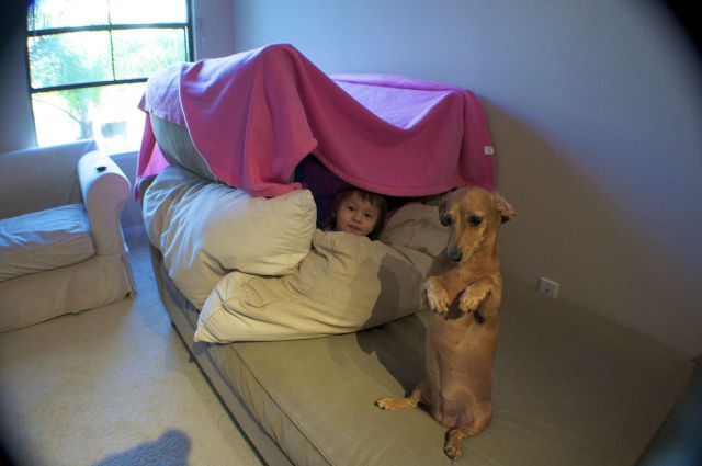 dogs in pillow fort