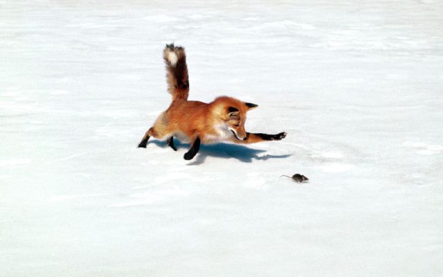 red fox diet