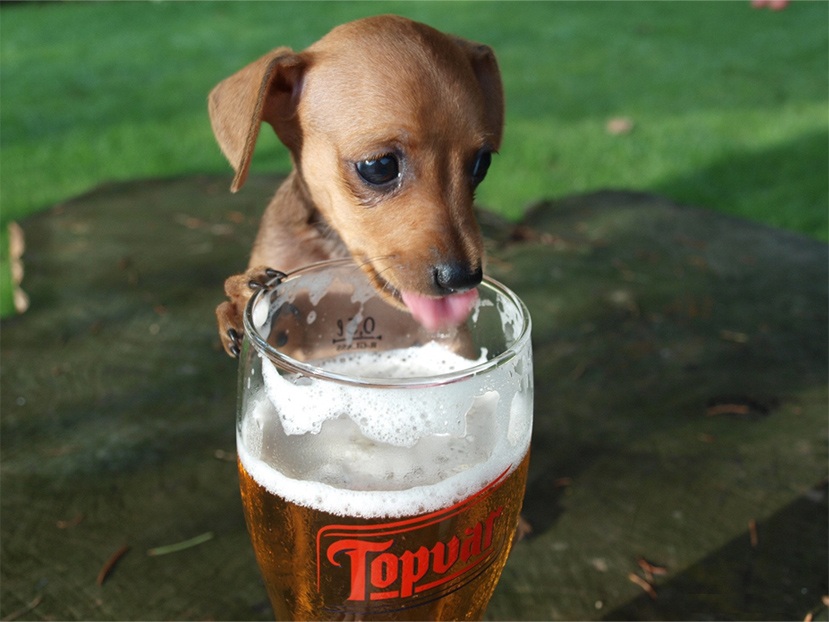 puppy beer