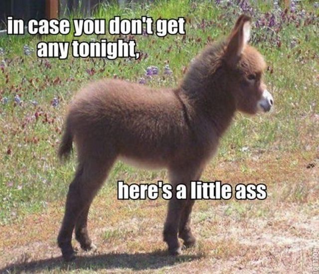 case you don t get any tonight here's a little - in case you don't get a any tonight, here's a little ass 201103
