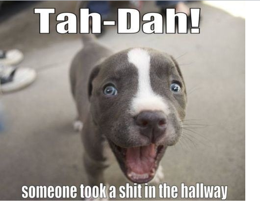 my dog meme - TahDah! someone took a shit in the hallway