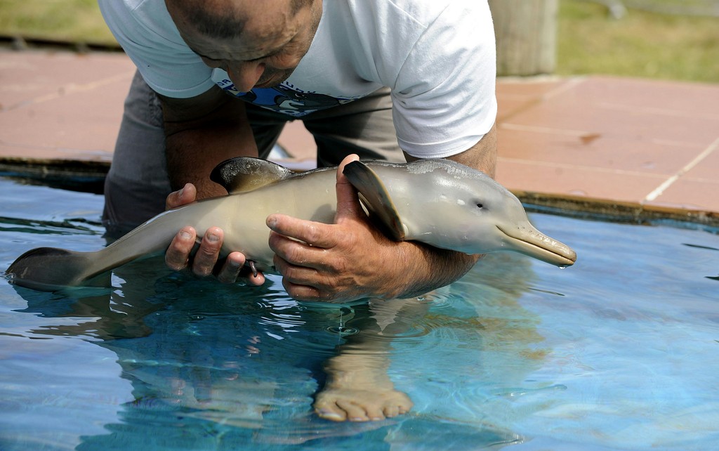 little baby baby dolphin