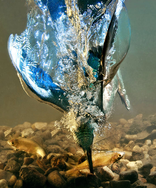 bird catching fish underwater