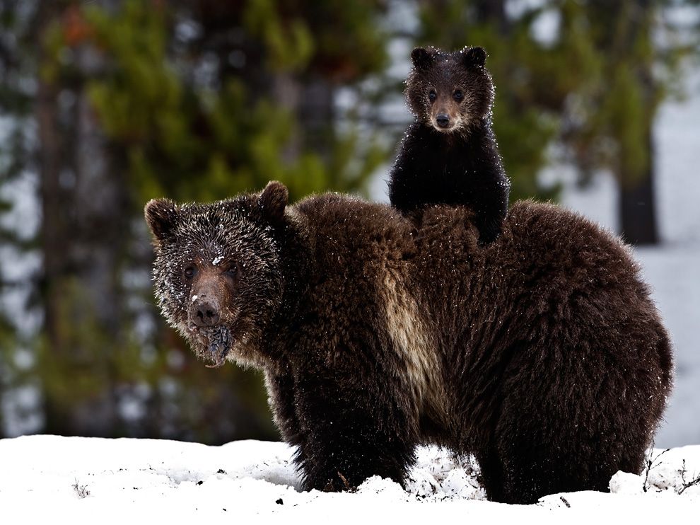 national geographic bear