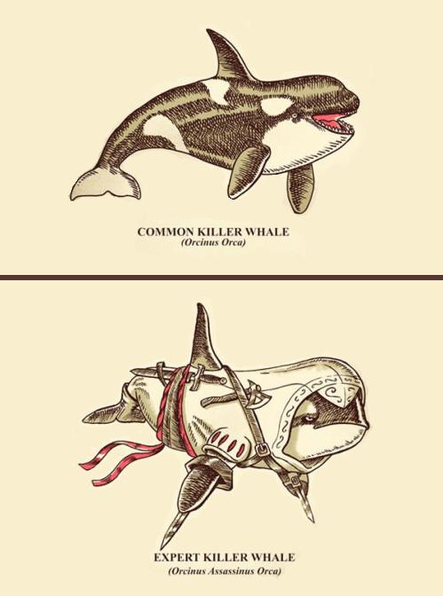 assassin killer whale - Common Killer Whale Orcinus Orca Expert Killer Whale Orcinas Assassinus Orca