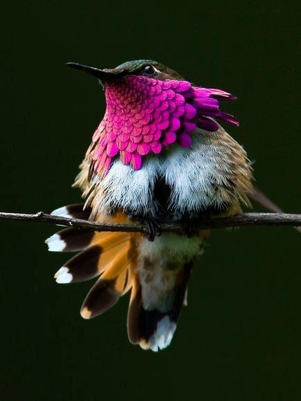 wine throated hummingbird