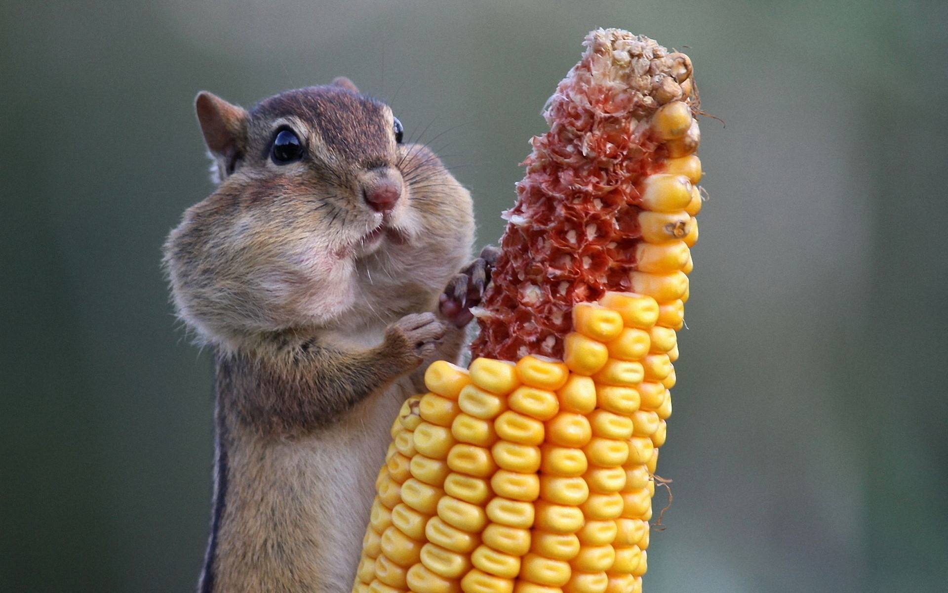 chipmunk eating corn - 10000