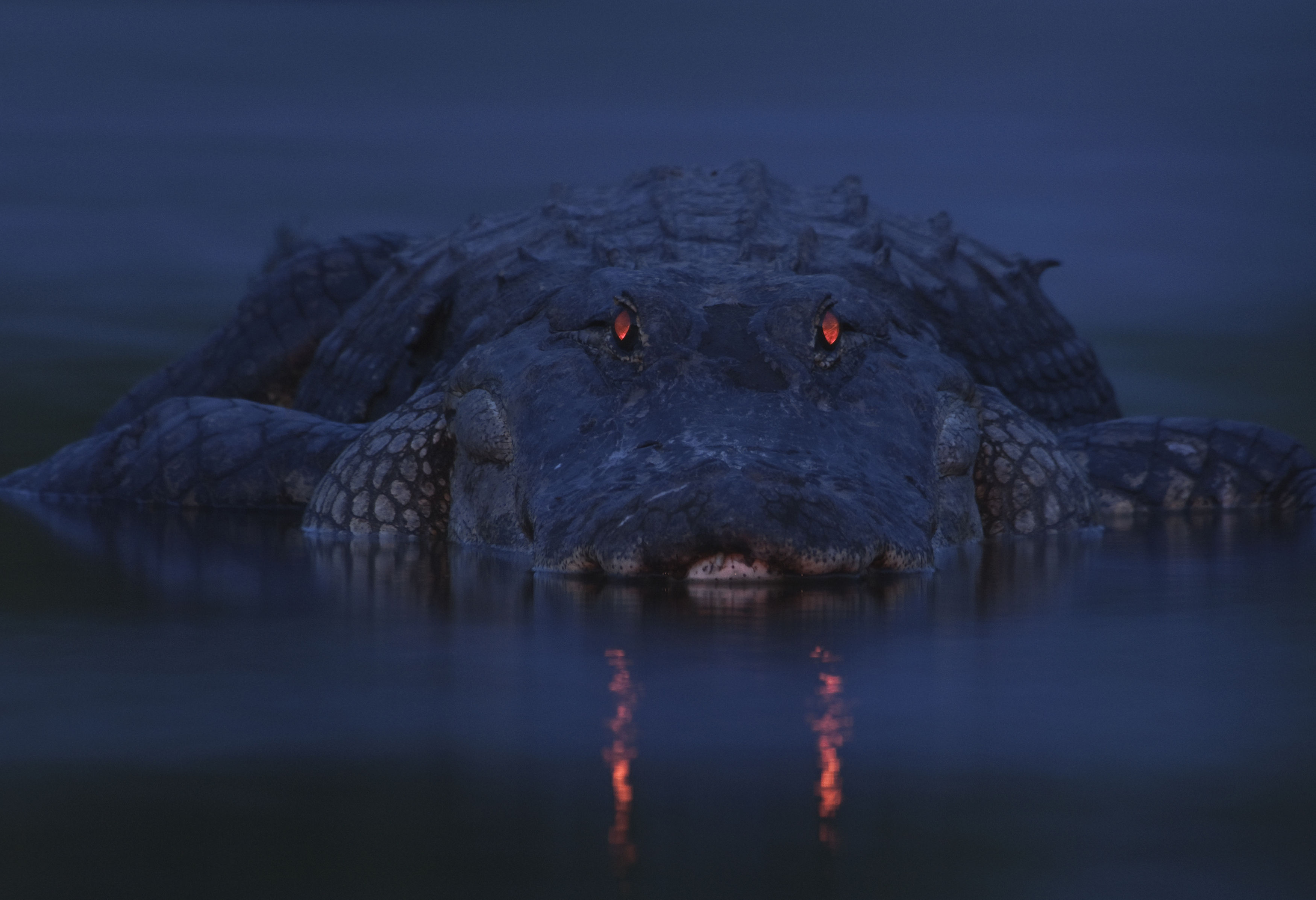 crocodile eyes in the dark