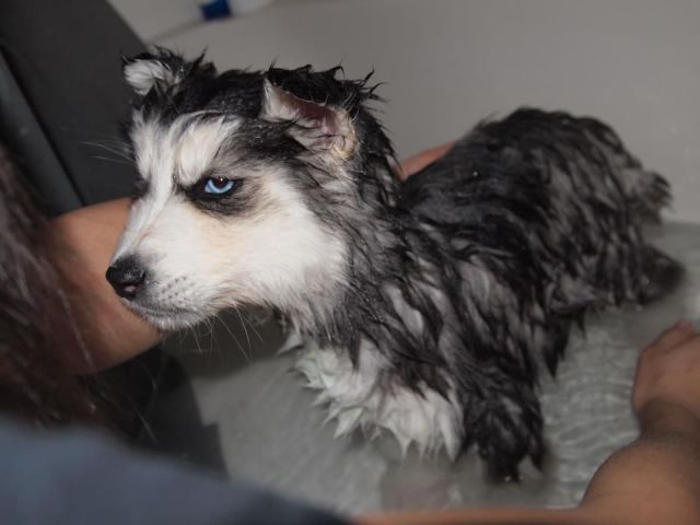 dogs after baths