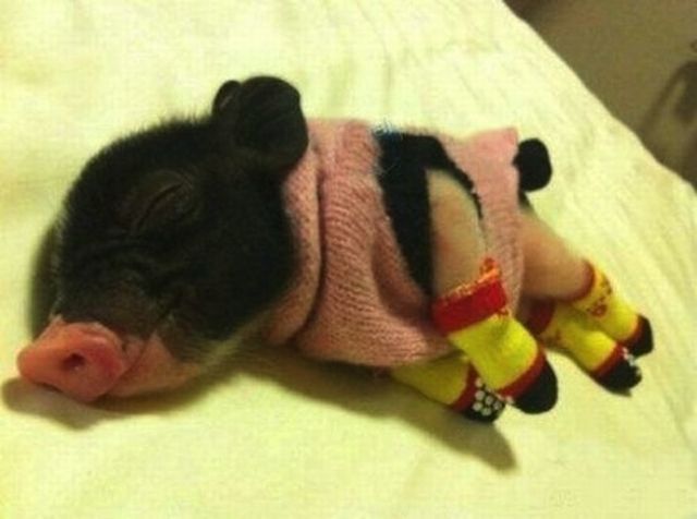 pig wearing socks