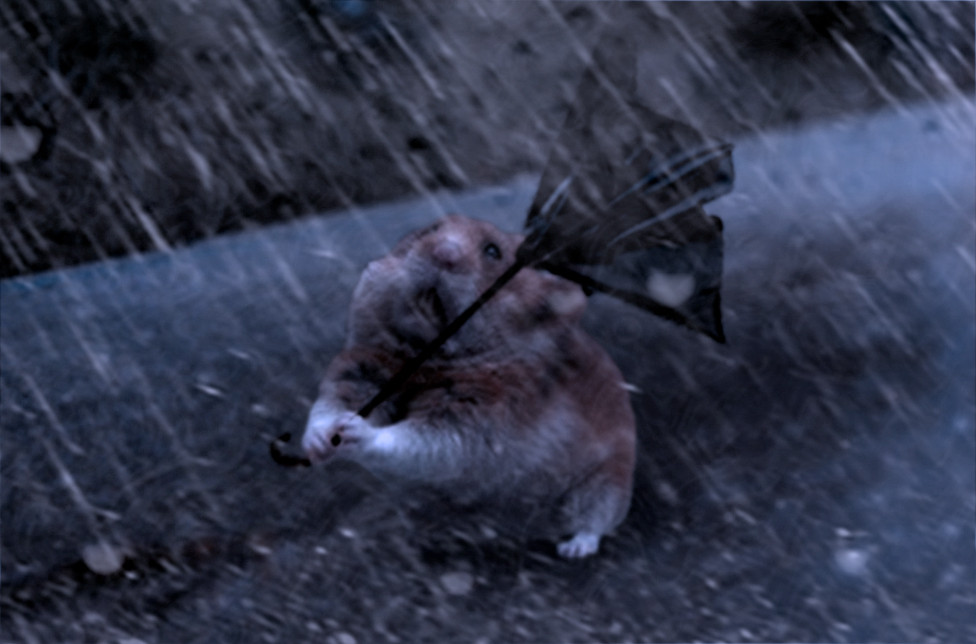 raining hamster