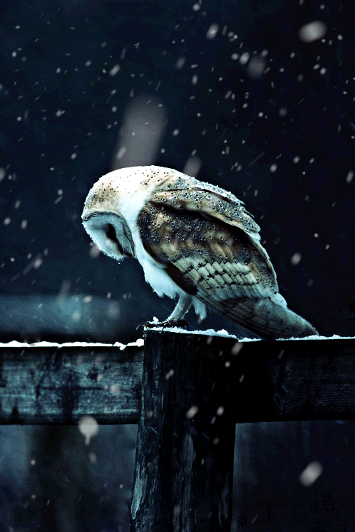 owl snow gif