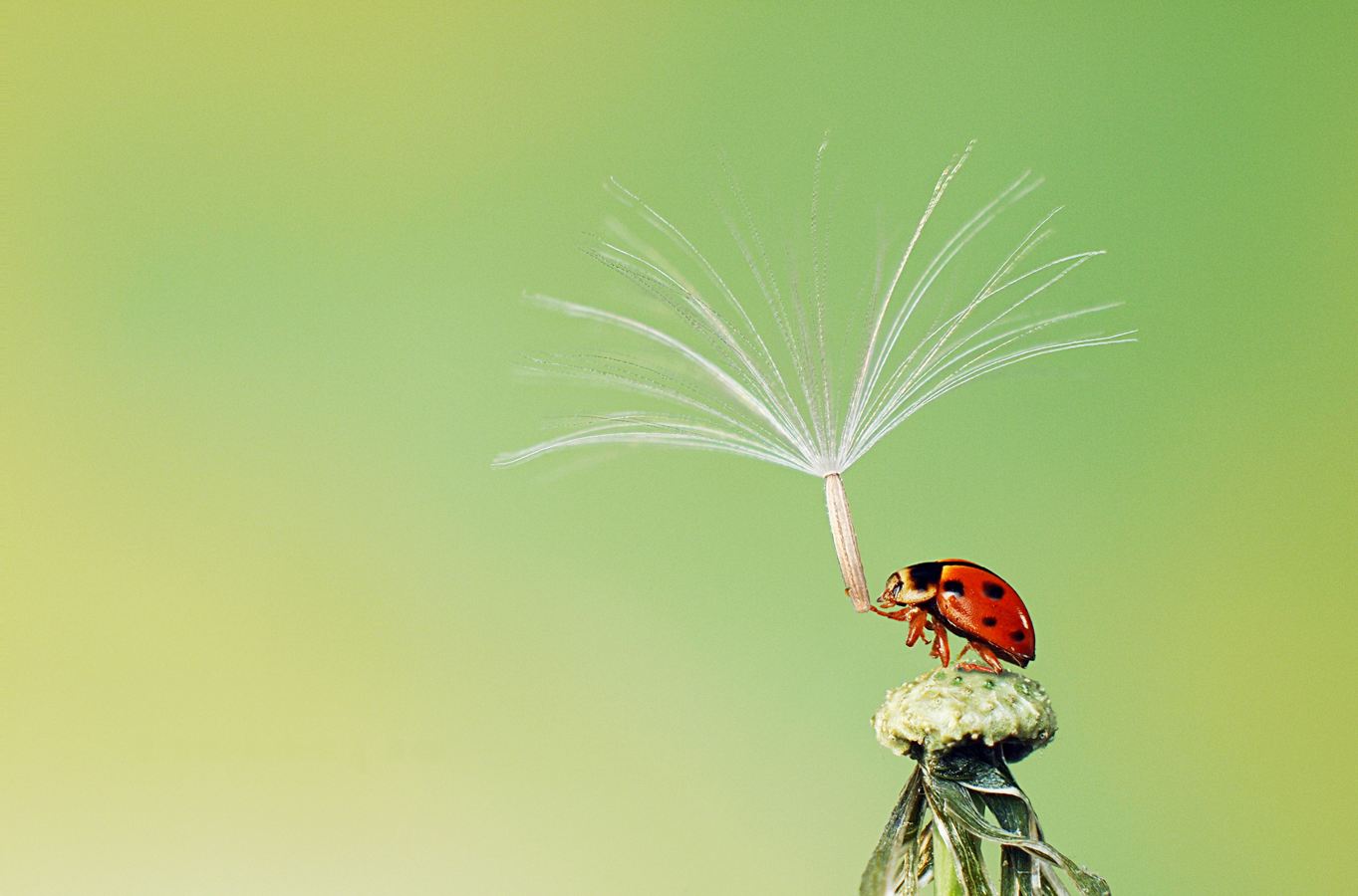 ladybug dandelion