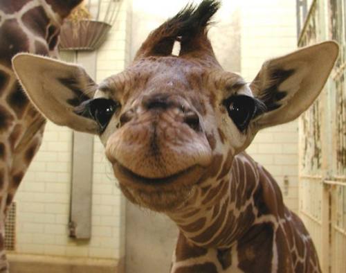 giraffe smile